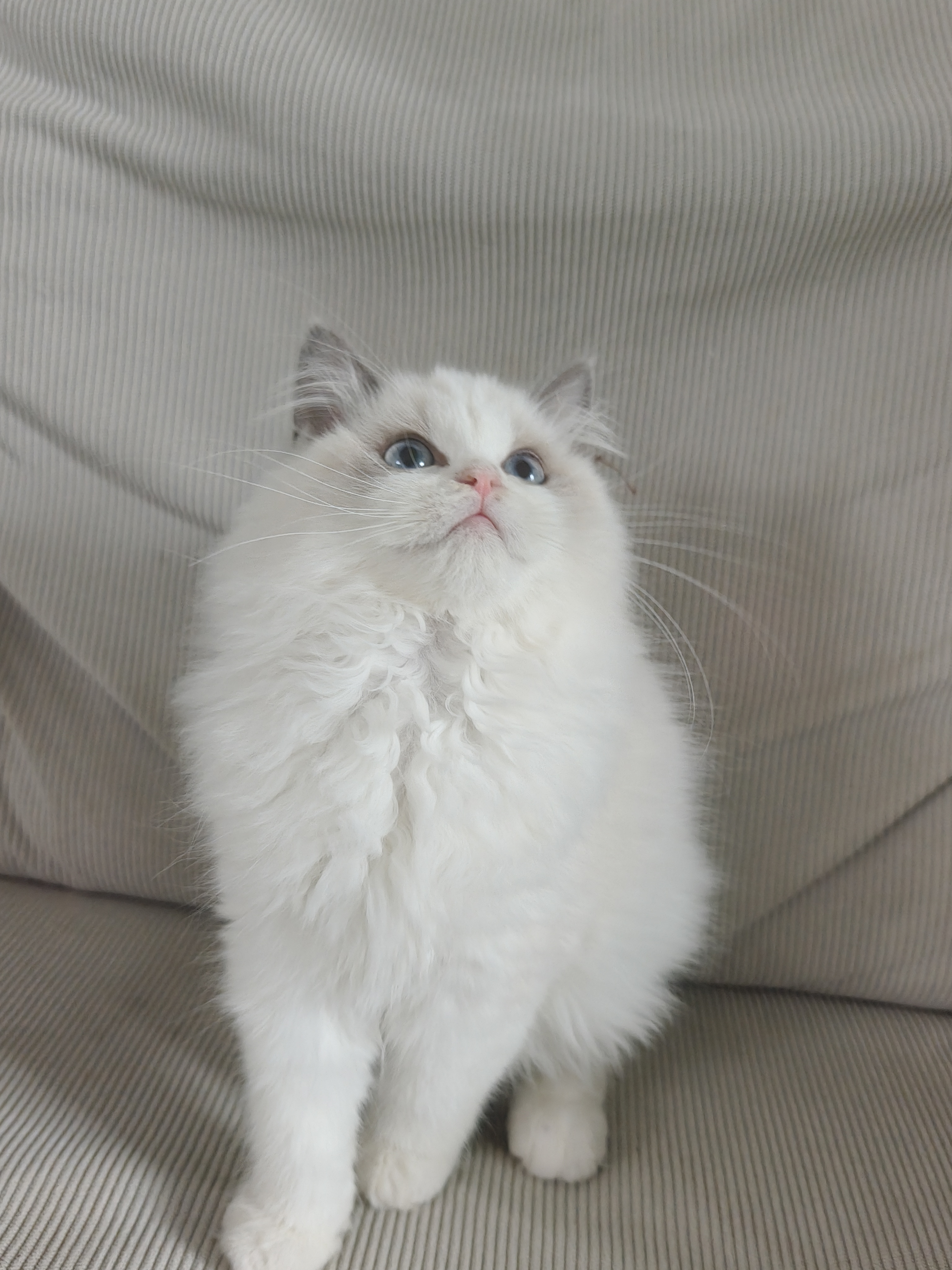 大爆毛的布偶妹妹，三个月左右了，没有尴尬期，长相特甜美，喜欢的丝我哦